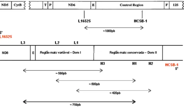 Figura 15: Ordem dos genes que ladeiam a região controladora do DNAmit em Ciconiiformes