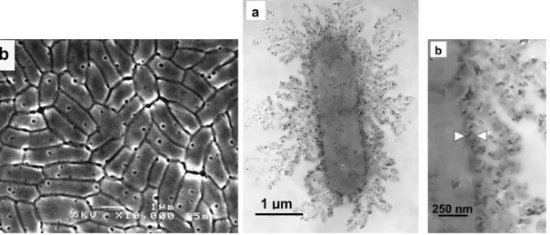 Figura 3.4 – Formação de “pits” na membrana celular e a destruição subseqüente celular[31]