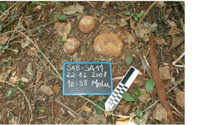 Fig 2. View of a natural nut-cracking site in Bossou forest, with tools 4 and 5 analysed in this study.