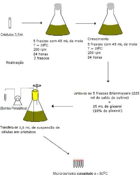 Figura 6: Metodologia utilizada para obtenção de um lote de criotubos 