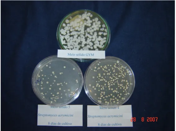 Figura 8: Streptomyces acrymicini em meio sólido 