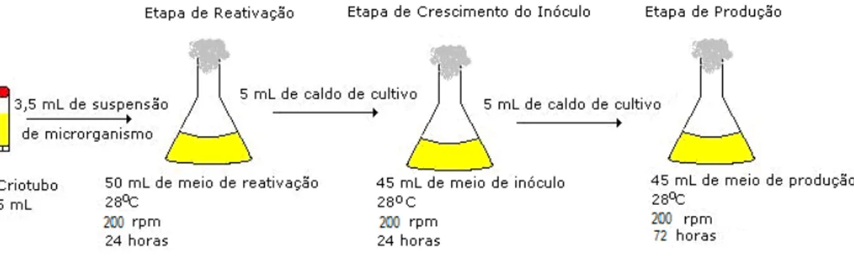 Figura 10: Fases de Inóculo para Cultivo em Mesa Incubadora Agitada  