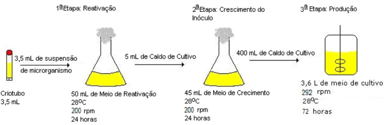 Figura 11: Fases de Inóculo para Cultivo em Biorreator 