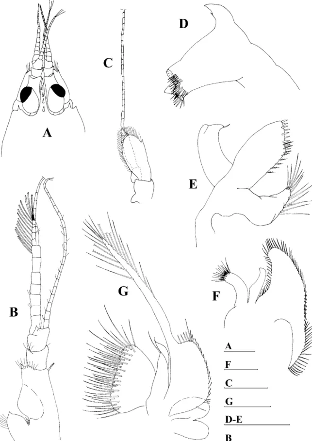 Fig. 2. Periclimenaeus aurae, sp. nov., male holotype. A, anterior portion of cephalothorax, dorsal view; B, antennule; C, antenna; D, mandible;