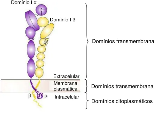 Figura 3  –  Estrutura das subunidades das integrinas. As integrinas são receptores heterodímero  transmembrana, com as subunidades glicoprotéicas   e  ligadas não covalentemente entre si