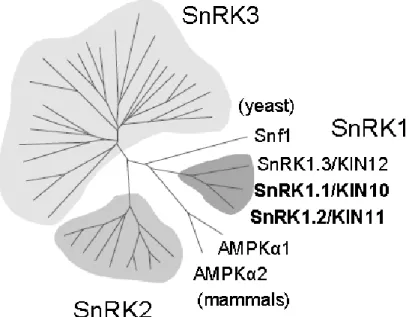 Figure 2: The Arabidopsis SnRK superfamily comprises 3 groups. 