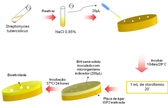 Figura 3: Representação esquemática do teste da sobrecamada aplicado para avaliar qualitativamente a  produção de substâncias bioativas