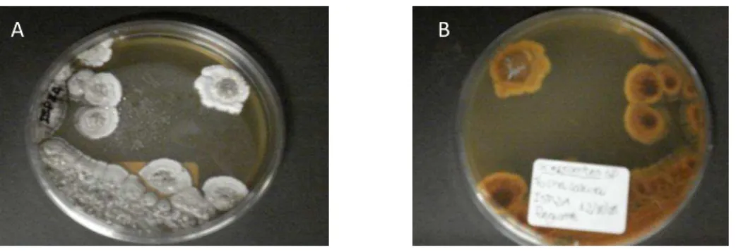 Figura  8:  Características  macroscópicas  do  endofítico  isolado  de  Solanum  lycocarpum  em  ágar  ISP2