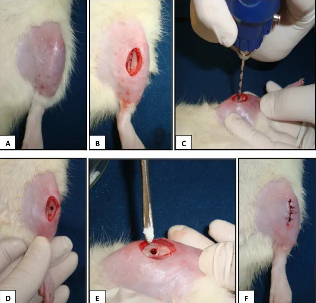 FIGURA 2 – Fotos da cirurgia. A: tricotomia e assepsia da região a ser operada. B: exposição  do  terço  médio  da  tíbia,  após  a  incisão  feita  através  de  um  bisturi