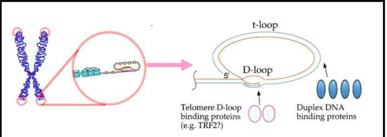 Figura  4-  Estrutura  dos  telômeros,  baseada  na  arquitetura  proposta  para  mamíferos