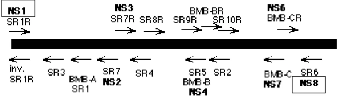 Figura  7-  Esquema  que  mostra  a  SSU  (Small  Subunit)  do  rDNA  45S.  As  abreviações  designam  primers  existentes  na  literatura  capazes  de  amplificar  esta  região