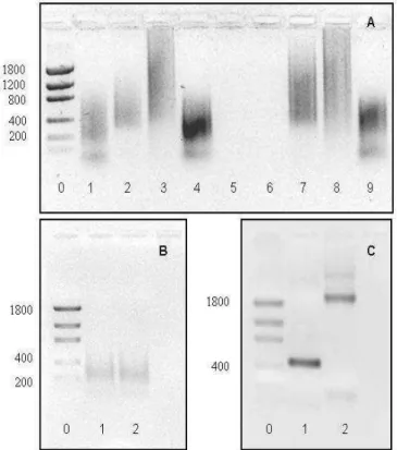 Figura  8-    A.  Gel  de  agarose  1%  mostrando  diversos  testes  realizados  com  primers para amplificação de DNA telomérico
