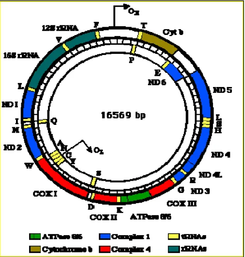 Figura 2 Esquema da molécula de DNA mitocondrial de vertebrados. 