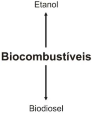 Figura 2 Primeira proposta para divisão da área de biocombustíveis. 