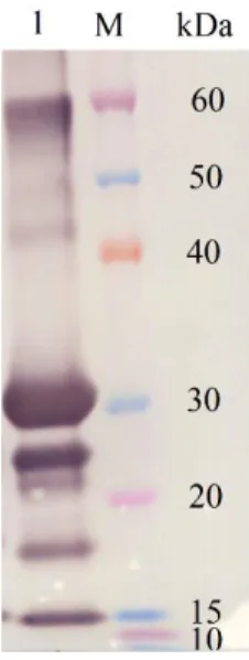 Figura 3.2. Reconhecimento da enzima Glu-tag silicateína-α por análise Western blot.  Linha 1 representa uma  amostra contendo a fração de eluato do processo de purificação
