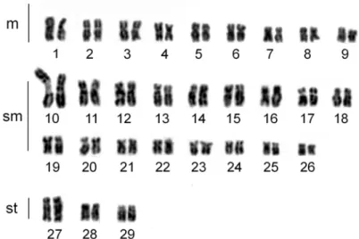 Figura 6. Cariótipos em Coloração Giemsa de  Imparfinis schubarti.