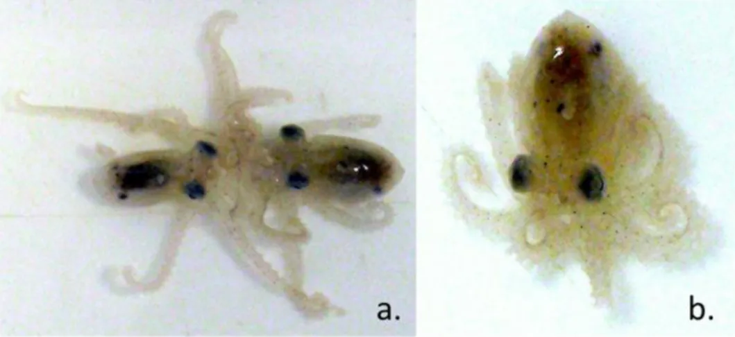 Figure 1.6.1.6. Octopus  vulgaris juveniles.  a.  Two  juveniles  fighting,  b.  common  octopus