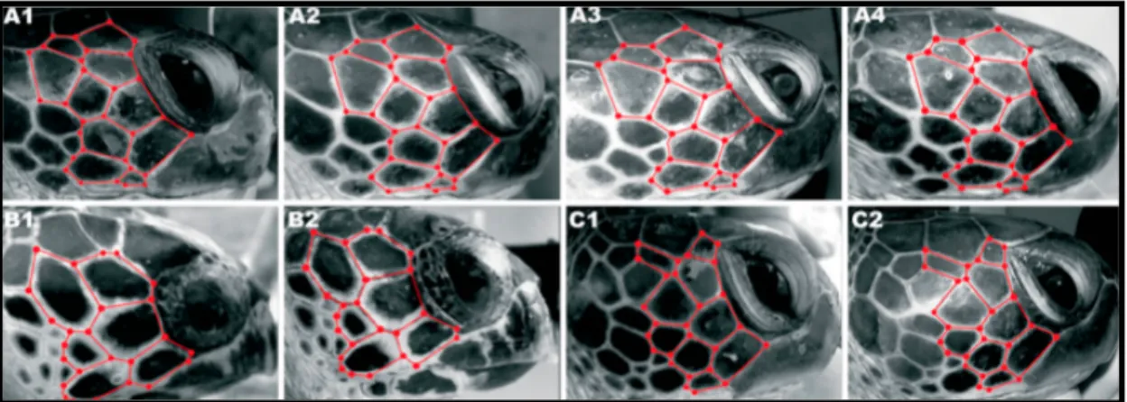 Figura 6. Placas utilizadas na Foto-ID de C. mydas e E. imbricata, no trabalho de Reisser et al