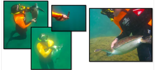 Figura 12. Exemplos da prática de mergulho durante o esforço para captura das tartarugas marinhas