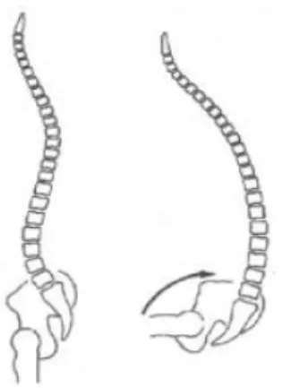 Figura 4 – Rotação da bacia na passagem do estar ereto, em pé (esquerda) para o estar  sentado (direita)