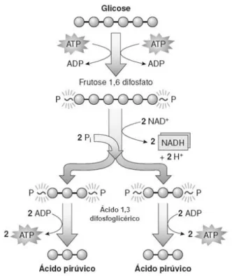 Figura 1: Mecanismo da glicólise. Adaptado de Tortora et al., 2012.