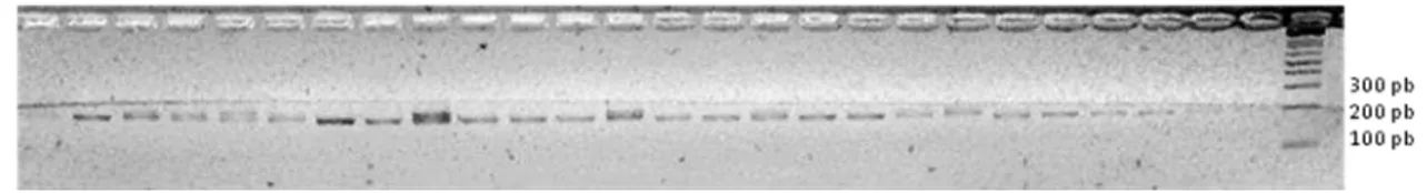 Figura 7. Amplificação do loco Dft01 em gel de agarose 3% corado com brometo de etídeo