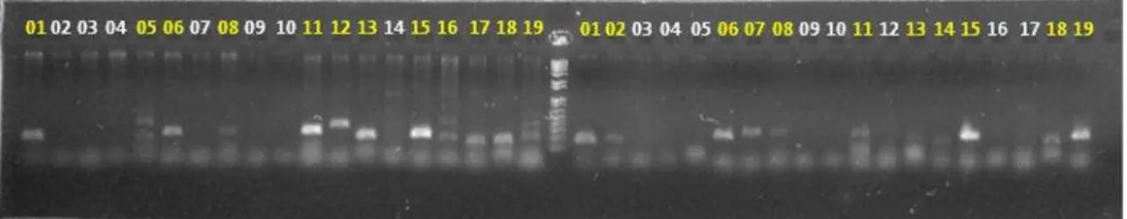 Figura  7.  Teste  de  amplificação  cruzada  em  gel  de  agarose  de  3%  corado  com  brometo  de  etídeo;  à  esquerda  encontra-se  a  espécie  X