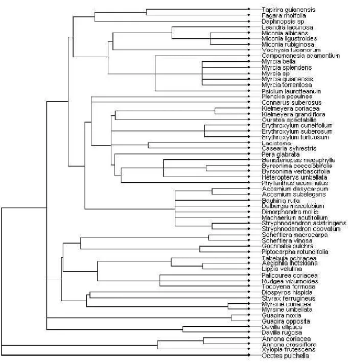 Fig. 1. Phylogenetic tree of species sampled in a southern cerrado site (21º58’05.3”S, 47º52‘10.1”W)