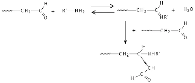 FIGURA  1.2.2  –  Mecanismo  de  formação  do  gel  na  borracha  natural,  por  ligações  covalentes entre os aldeídos e aminoácidos 17 