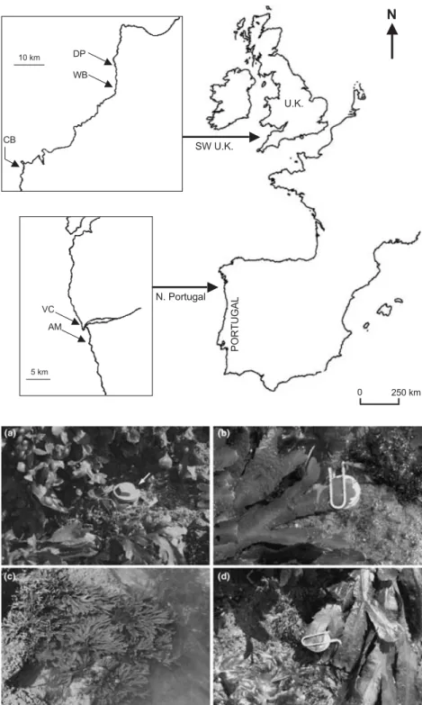Fig. 2. Photographs from the upper Fucus serratus zone in N. Portugal showing (a) a datalogger assembly (arrow) for measuring rock temperature in the upper F