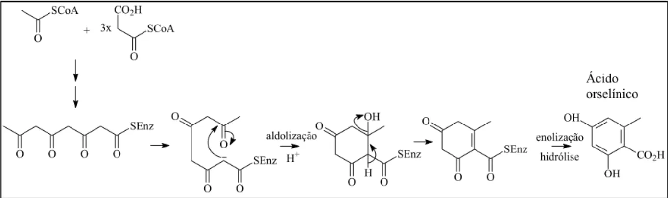 Figura 1.4. Reações biossintéticas de formação do ácido orselínico por condensação de  acetilSCoA e malonilSCoA (DEWICK,2002) 