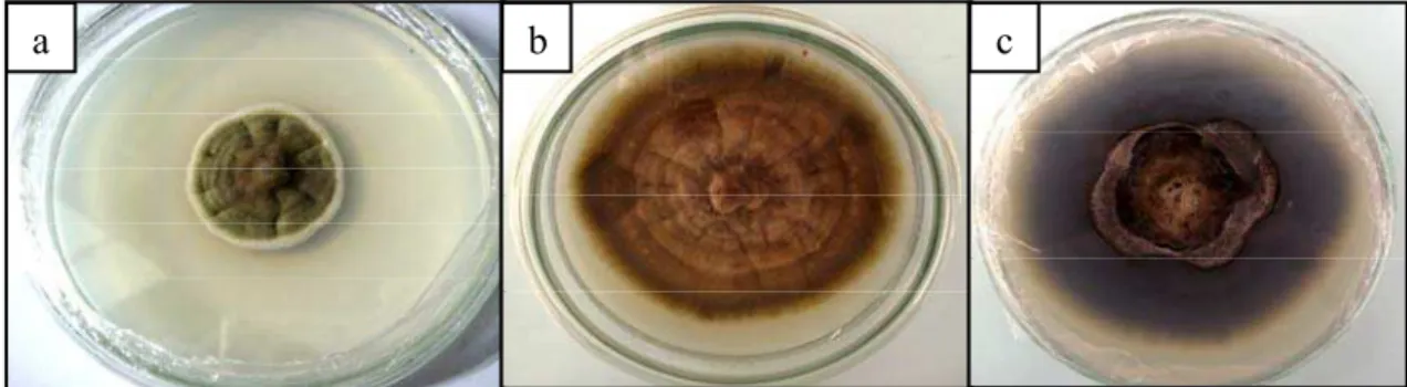 Figura 4.1.  Fungo isolado de goiaba FG1: Cladosporium uredinicola, a) fase inicial de  desenvolvimento; b) fase avançada / frente; c) fase avançada / verso 