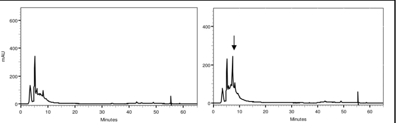 Figura 4.15. Cromatogramas do meio controle e do extrato do cultivo de BP1 em meio de  polpa de pêra, respectivamente; método C,  λ = 204nm 