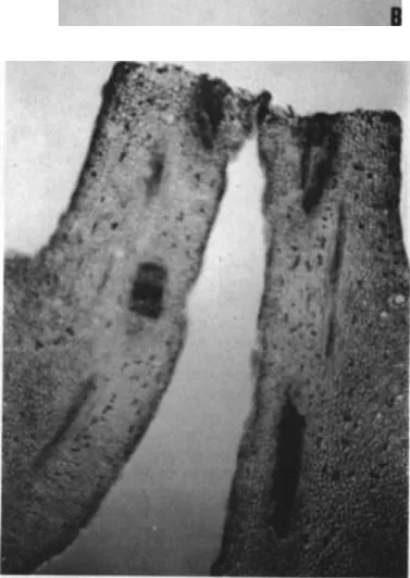 Fig. 3. (A) Longitudinal section of a flower showing the central cavity at the base of the style