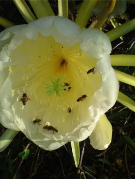 Figura 2 – Possíveis agentes  polinizadores numa flor de  Hylocereus undatus.