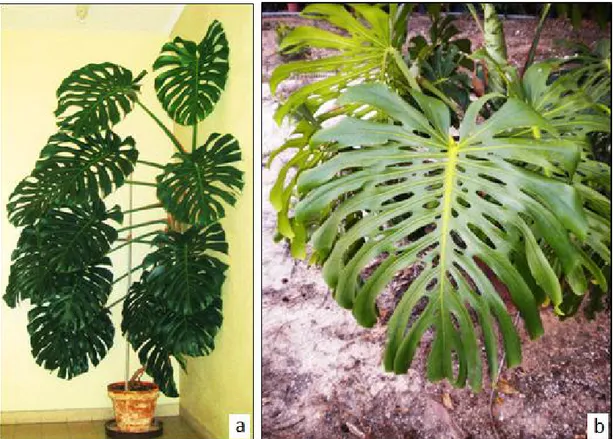 Figura 1 - Monstera deliciosa: a) planta; b) folha