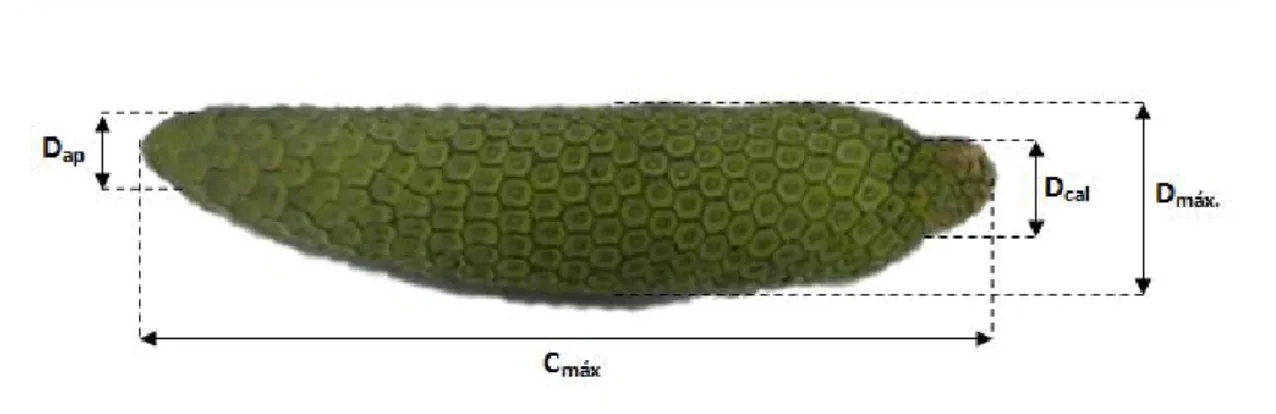 Figura 4 - Dimensões do fruto de Monstera deliciosa