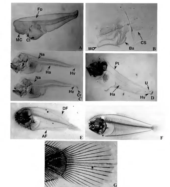 Figure R2- Developmental stages of skeletal development in the Senegal sole A- 2 dpf larvae (2.6 mm  notochord length) displaying the non calcified MeckeFs cartilage (MC), lhe already calcified cleithrum  (Cl) and the fin plates (FP) still entirely cartila