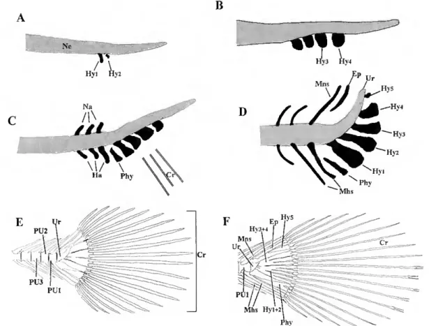 Figure R3- Schematic representation of the caudal fin complex development in Senegal sole