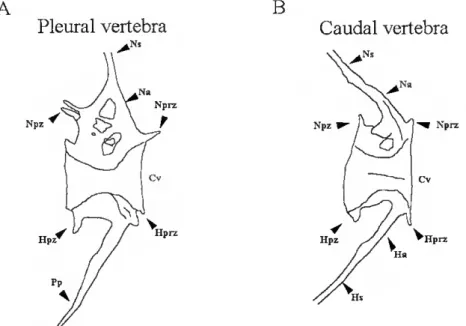 Figure R5- Schematic representation of an abdominal vertebra (A) and a caudal vertebra (B) from a  Senegal sole juvenile