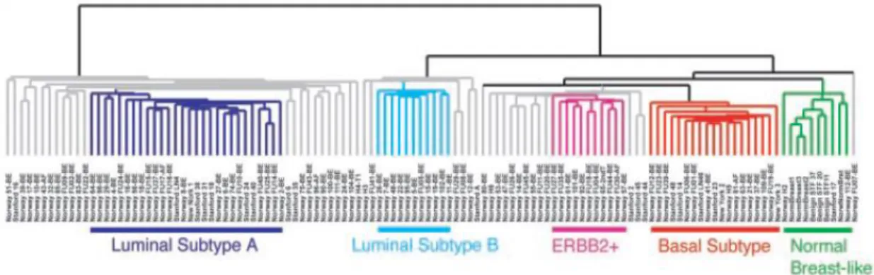 Figure  1.2.1.2  Molecular  classification  of  breast  cancer.  Breast  cancer  present  different   subtypes,  according  to  intrinsic  molecular  characteristics  identified  by  microarray  analysis  of  patient  tumour  specimens