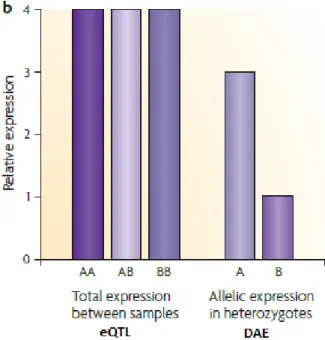 Figure 1.3.2.1  Differences  between eQTL and DAE.   In  eQTL,  the  overall  expression  is equal  even  though  the  gene  is  being  cis-regulated