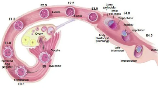 Figure 1.3 - Development of the pre-implantation blastocyst in mice 