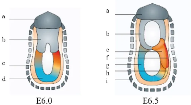 Figure 1.6 - Early post-implantation development in the mouse: Post DVE to early streak stage  a