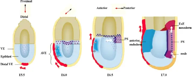Figure 1.7- Cell Movements and Molecular Signals Controlling Axis Formation 