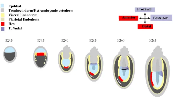 Figure 1.8 - A model for anteroposterior axis formation in the mouse embryo 