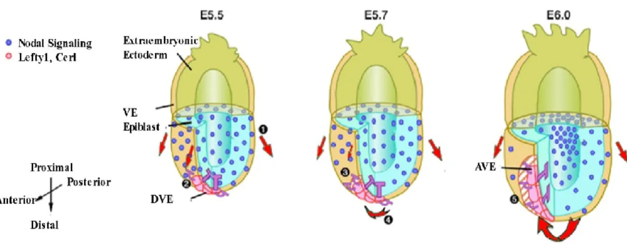 Figure 1.9 - Model for A-P determination by Nodal antagonists 