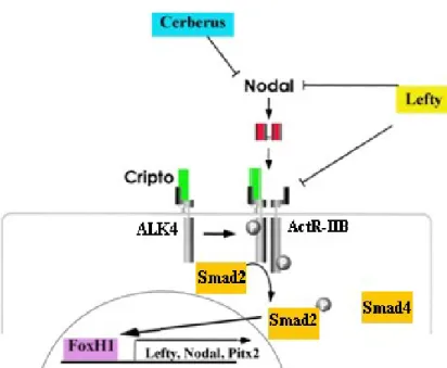 Figure 1.10 - Schematic representation of Nodal signaling 