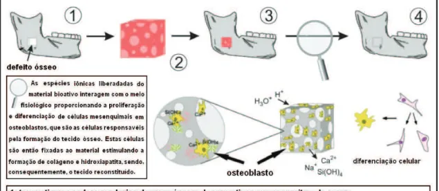 Figura 3.4: Representação esquemática de como os vidros bioativos podem vir  a ser utilizados na reconstituição de defeitos ósseos [34]