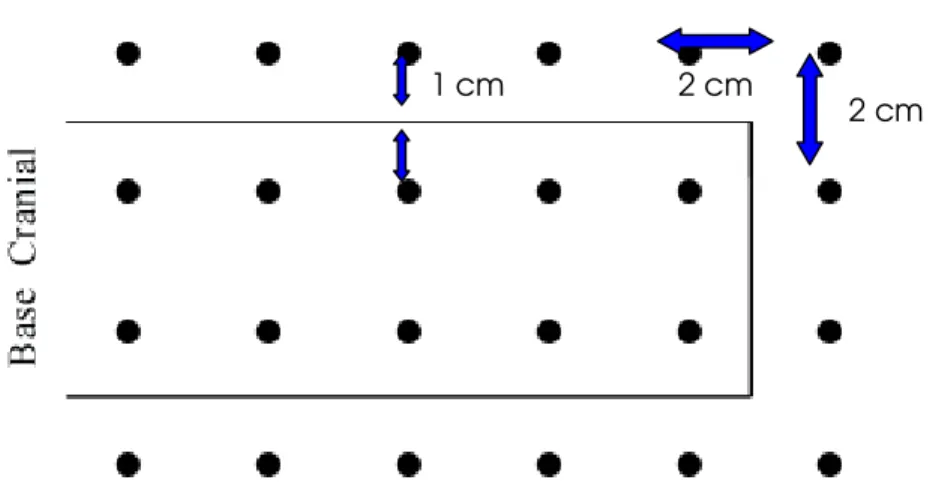 Figura 2 – Esquema ilustrativo da demarcação dos pontos de aplicação da radiação laser   com distância de 2cm entre os pontos e de 1cm da margem do retalho (BOSSINI, 2009)